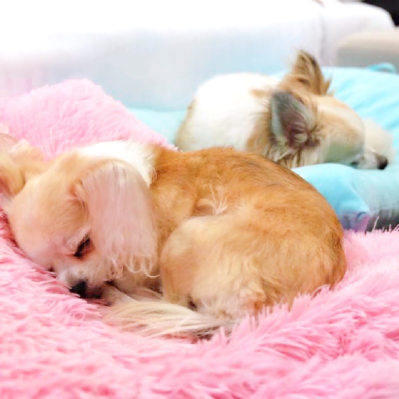 Megatix 4.4 Happy Holiday Dog Friendly Long Beach Garden Hotel Pattaya